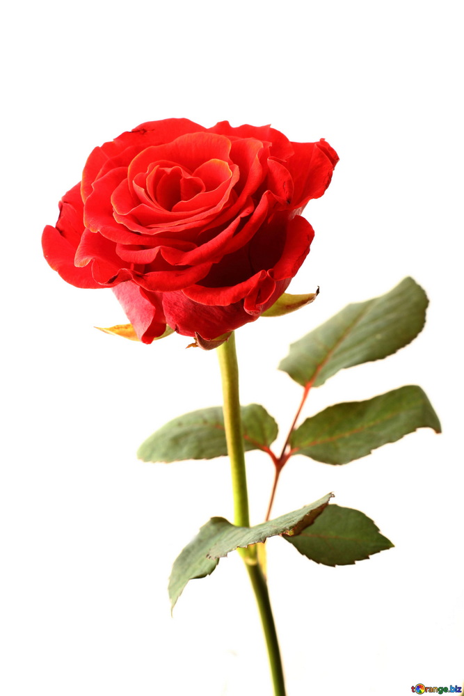 D Rose
