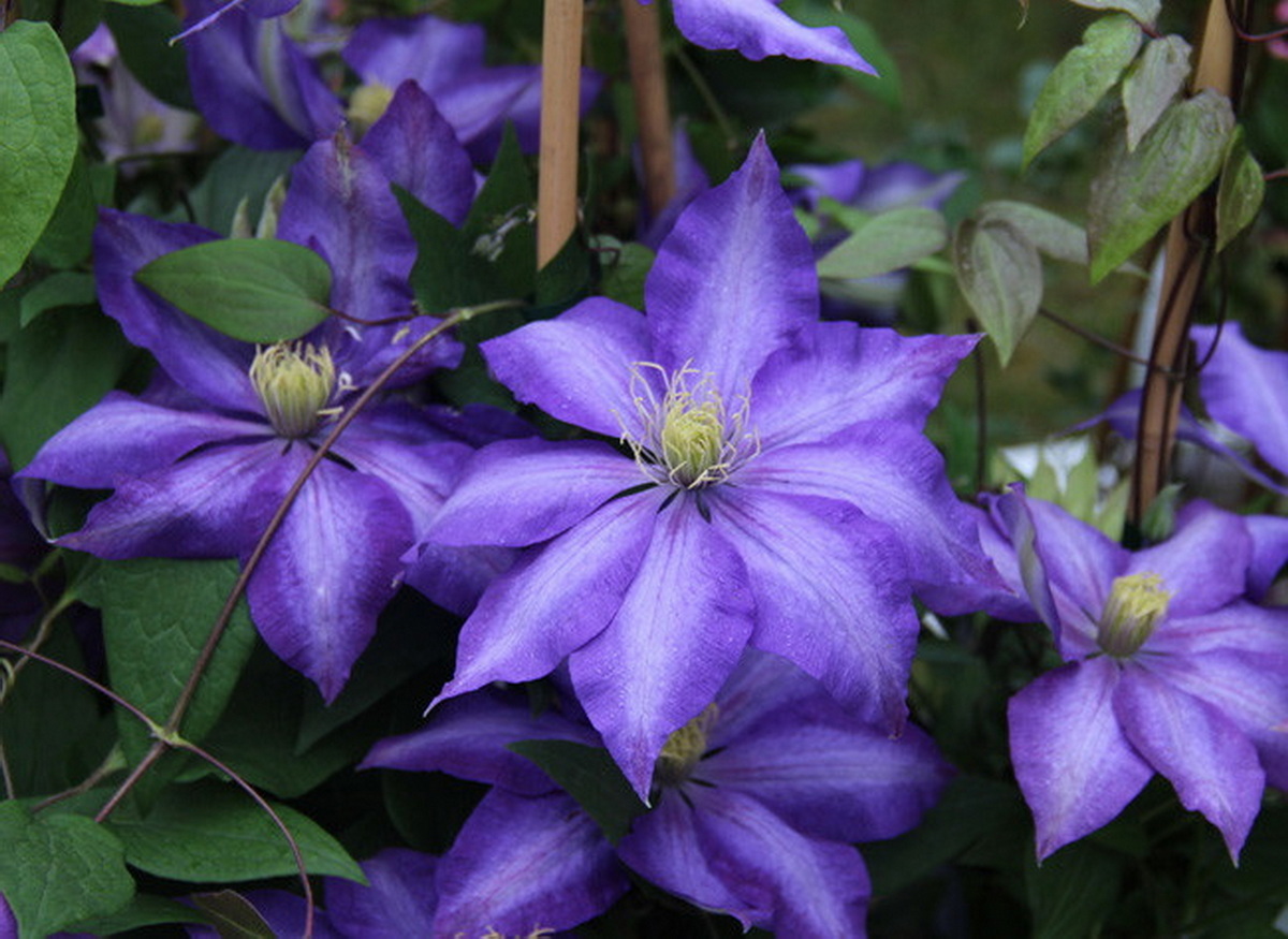 E5 clematite