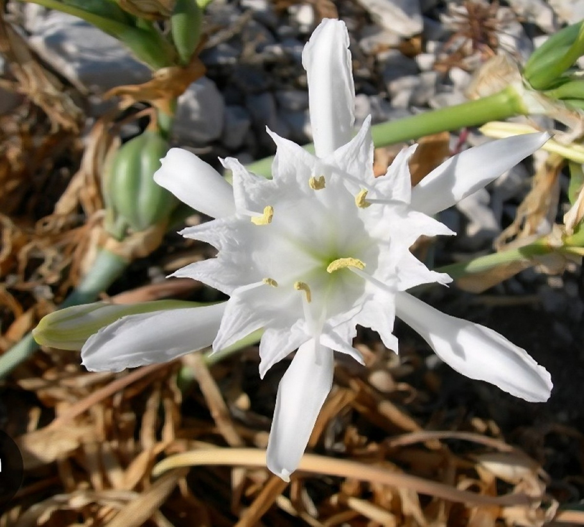 Lys2
