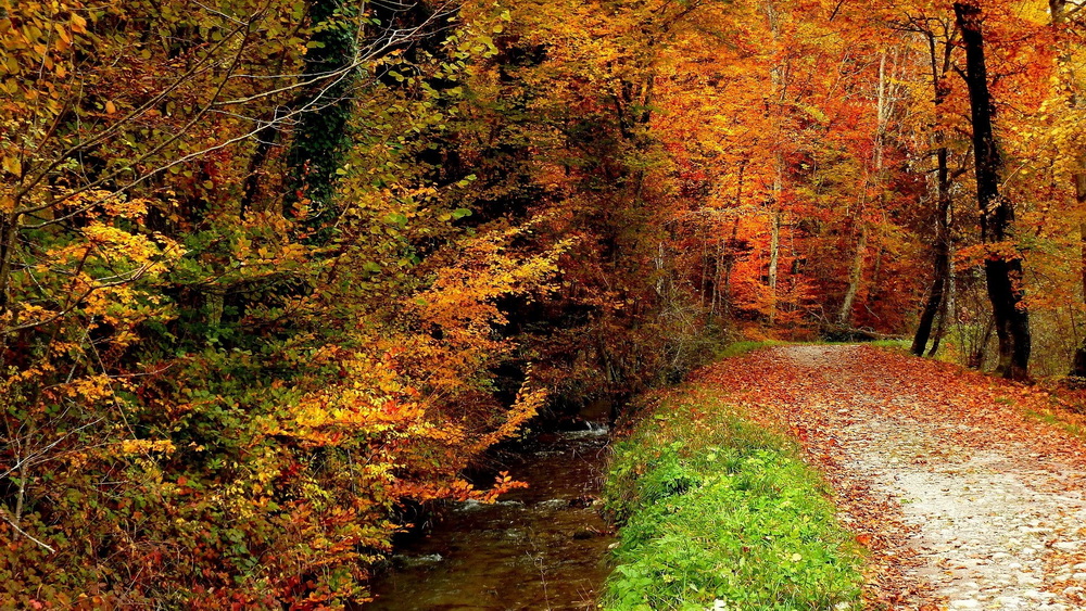 Q automne flamoyant