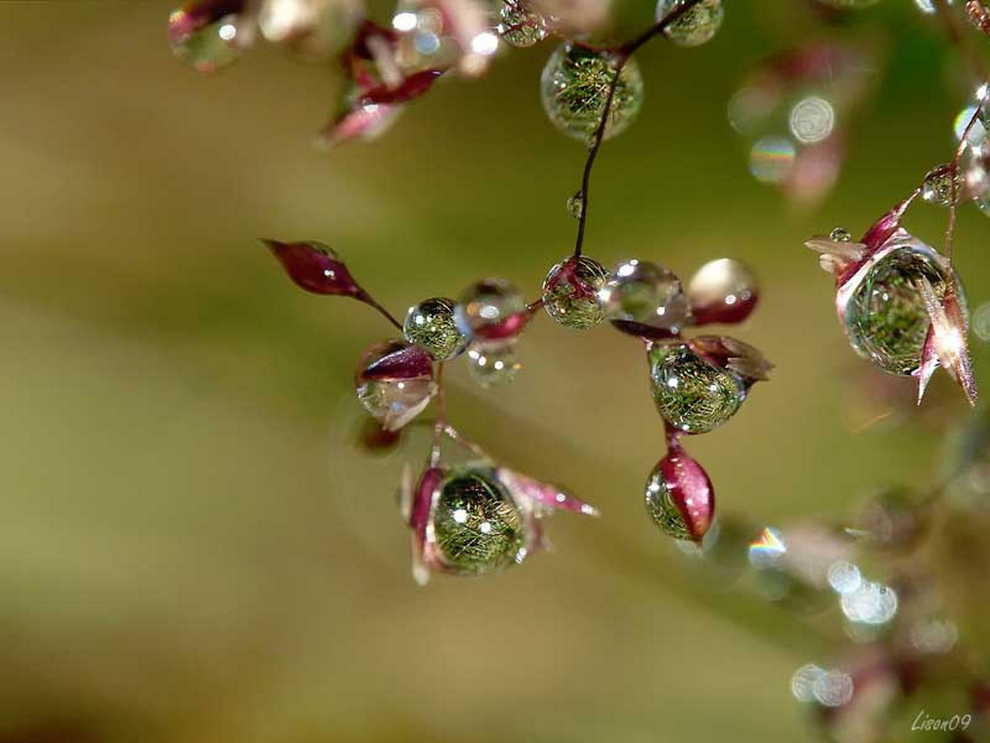D04 perle de rosee