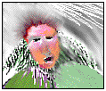 argan.png