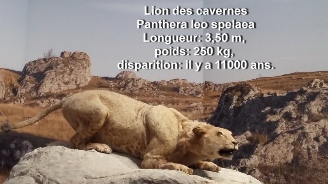 grotte_chauvet_59