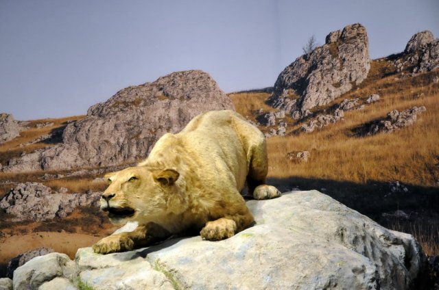 grotte_chauvet_60