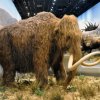 grotte_chauvet_56