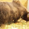 grotte_chauvet_58