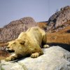 grotte_chauvet_60
