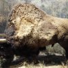 grotte_chauvet_65