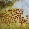grotte_chauvet_74
