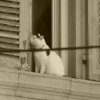 orange_2017_92