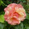 salon_2018_250