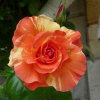 salon_2018_251